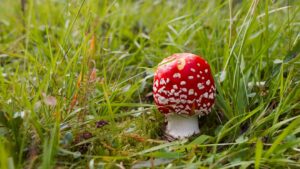 Photo natural treatment