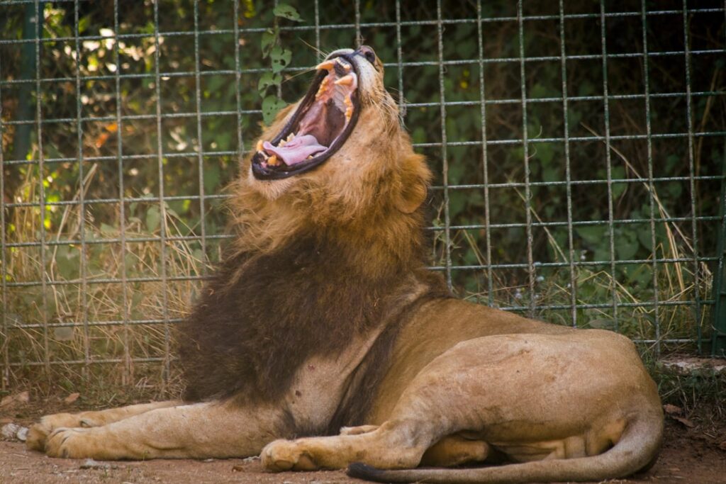 Photo Zodiac Leo behavior at work