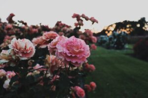 Photo Instagram captions