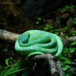 Photo dream interpretation with snakes guide