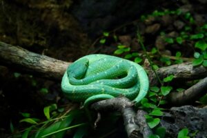 Photo dream interpretation with snakes guide