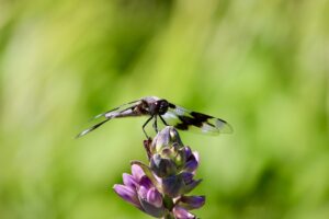 Photo funeral assistance